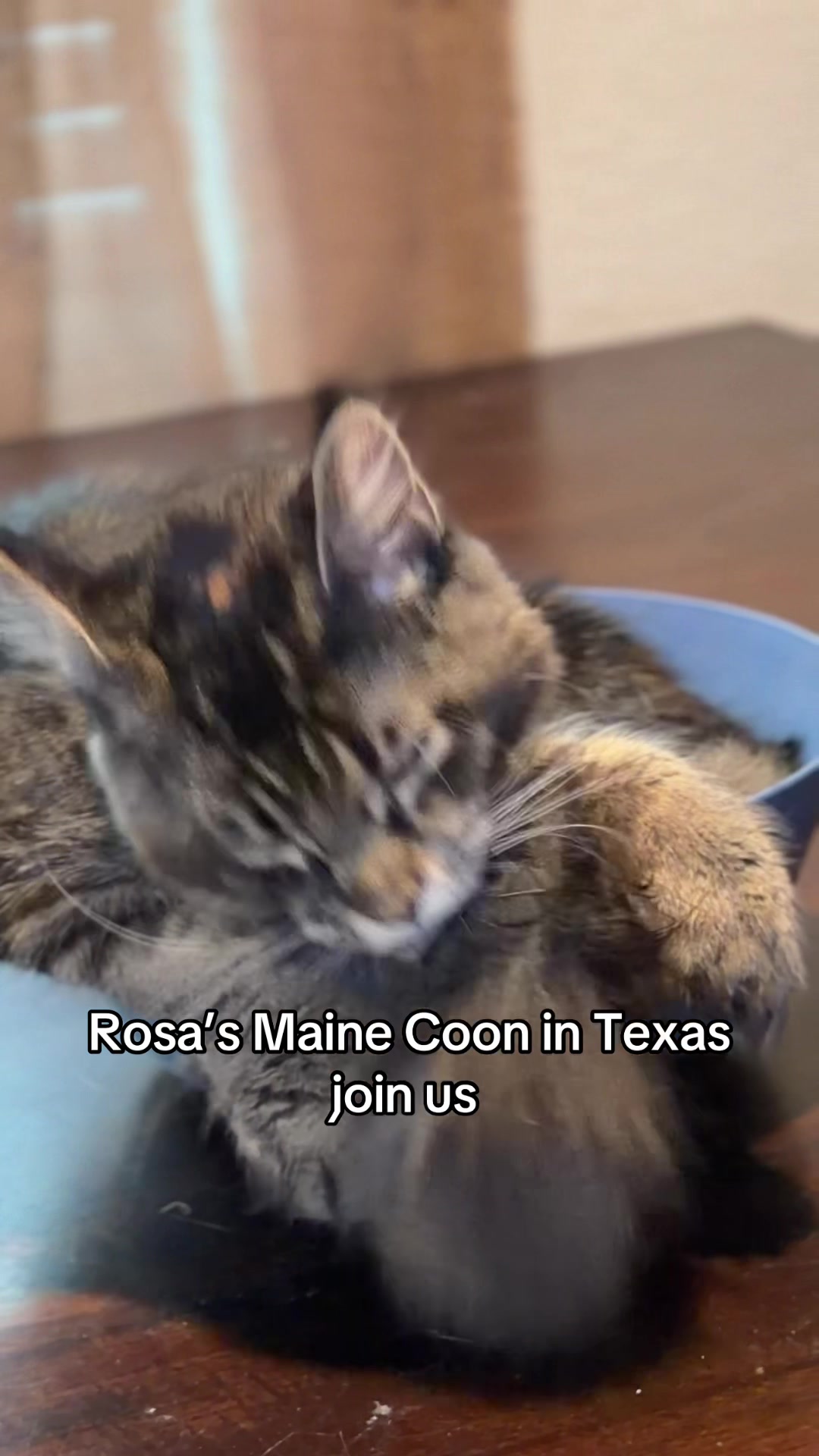 @Rosa&rsquo;s maine coon in Texas🧛