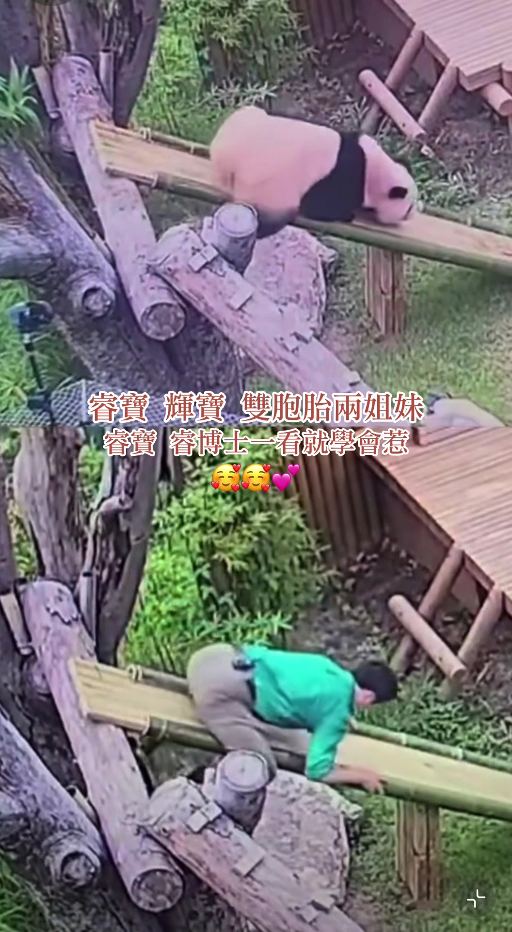 @福公主💕福豬豬💕 🍎 🥕 🐼 🎋🍀