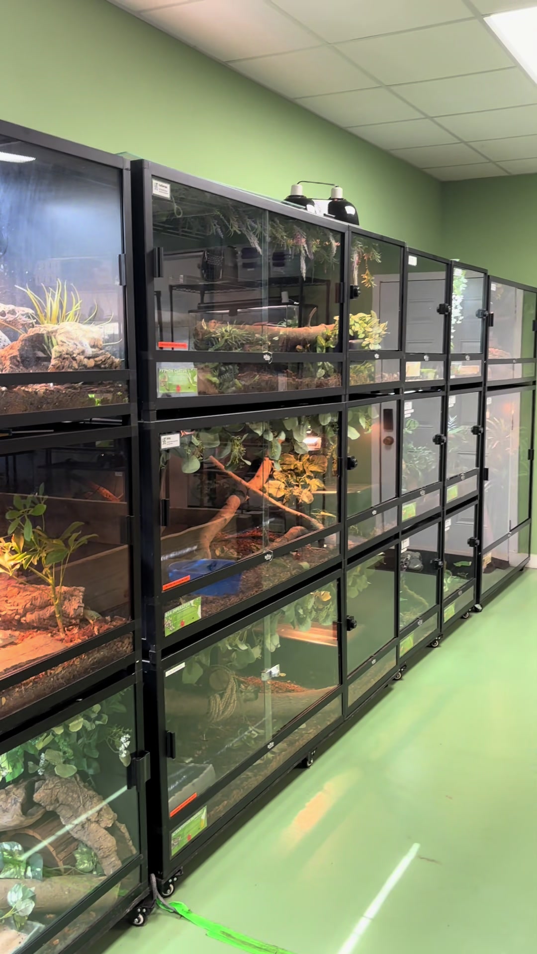 @BeWild Reptile Rescue