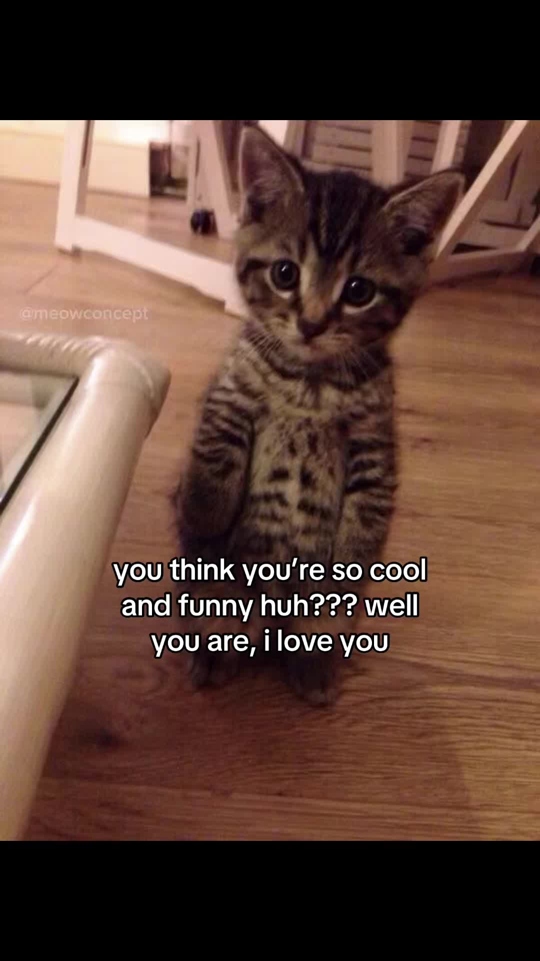 @meowconcept