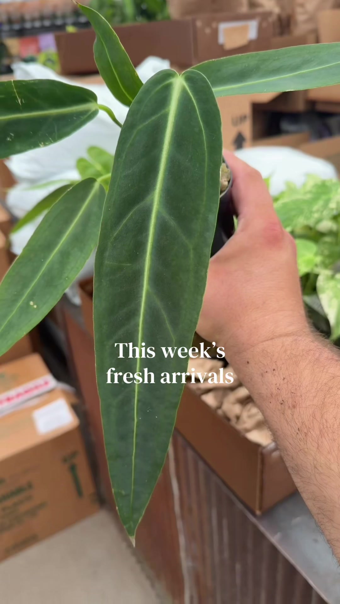 @Down to Earth Tropicals