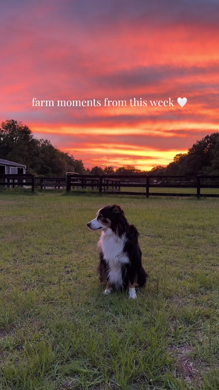 @corderoequine