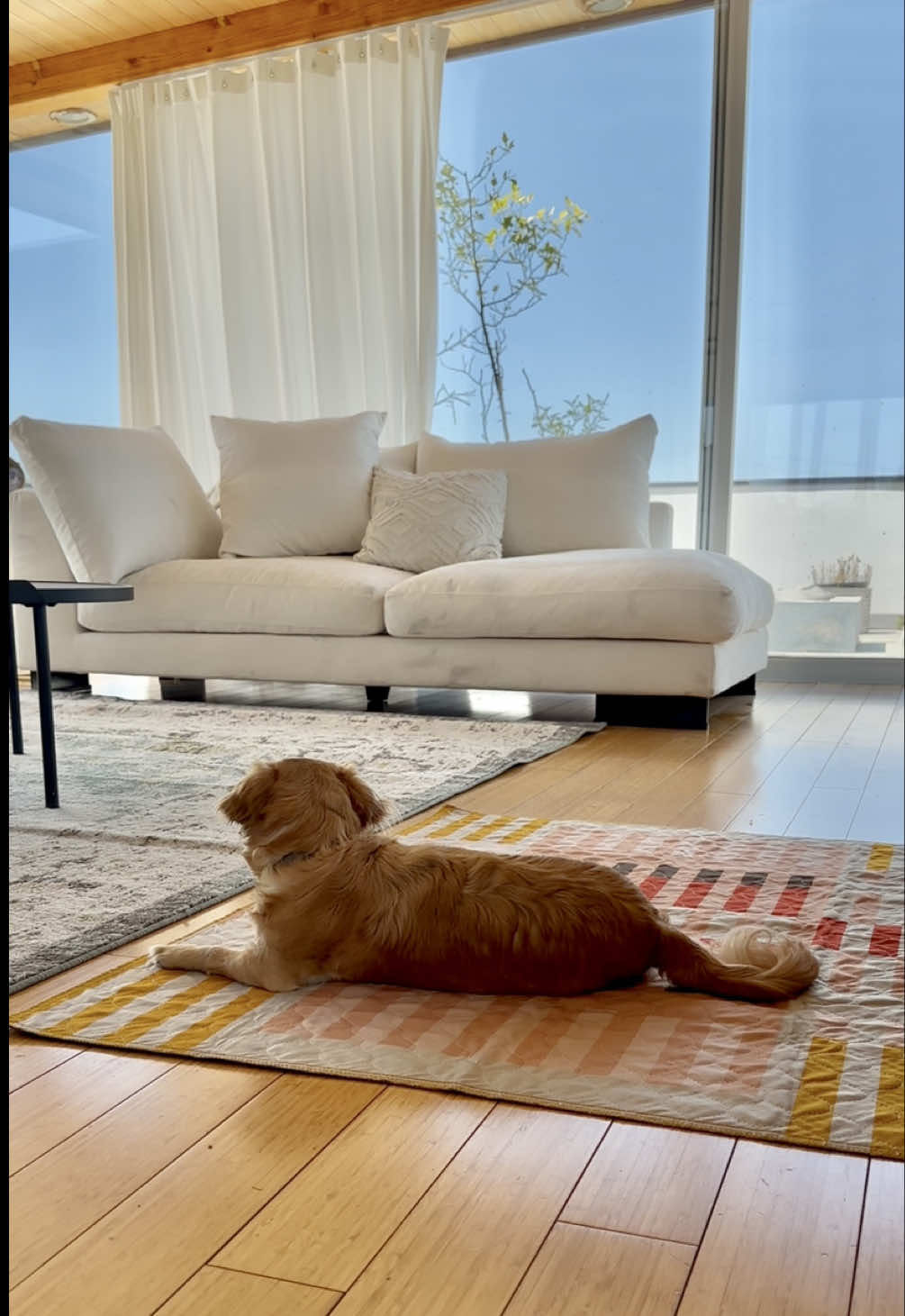 @Lovewag Pets