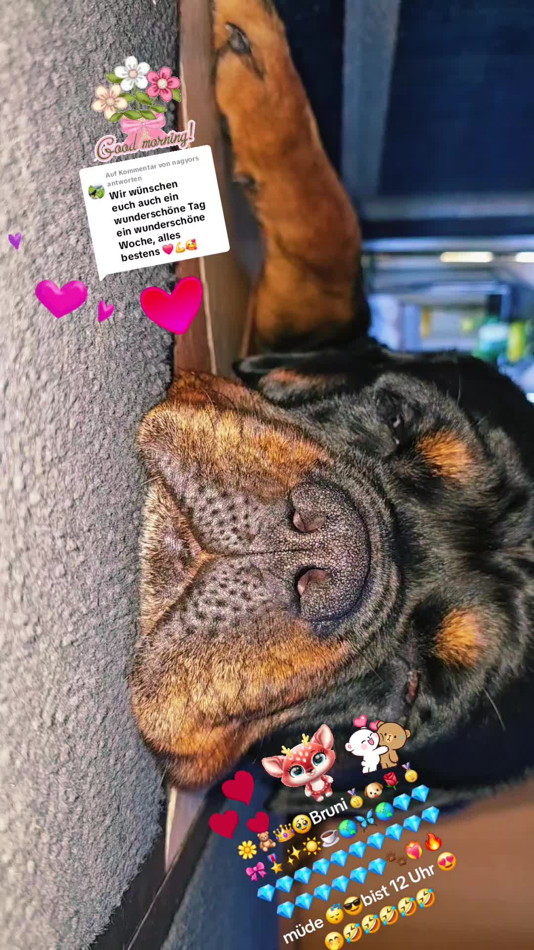 @Rottweiler Bruno