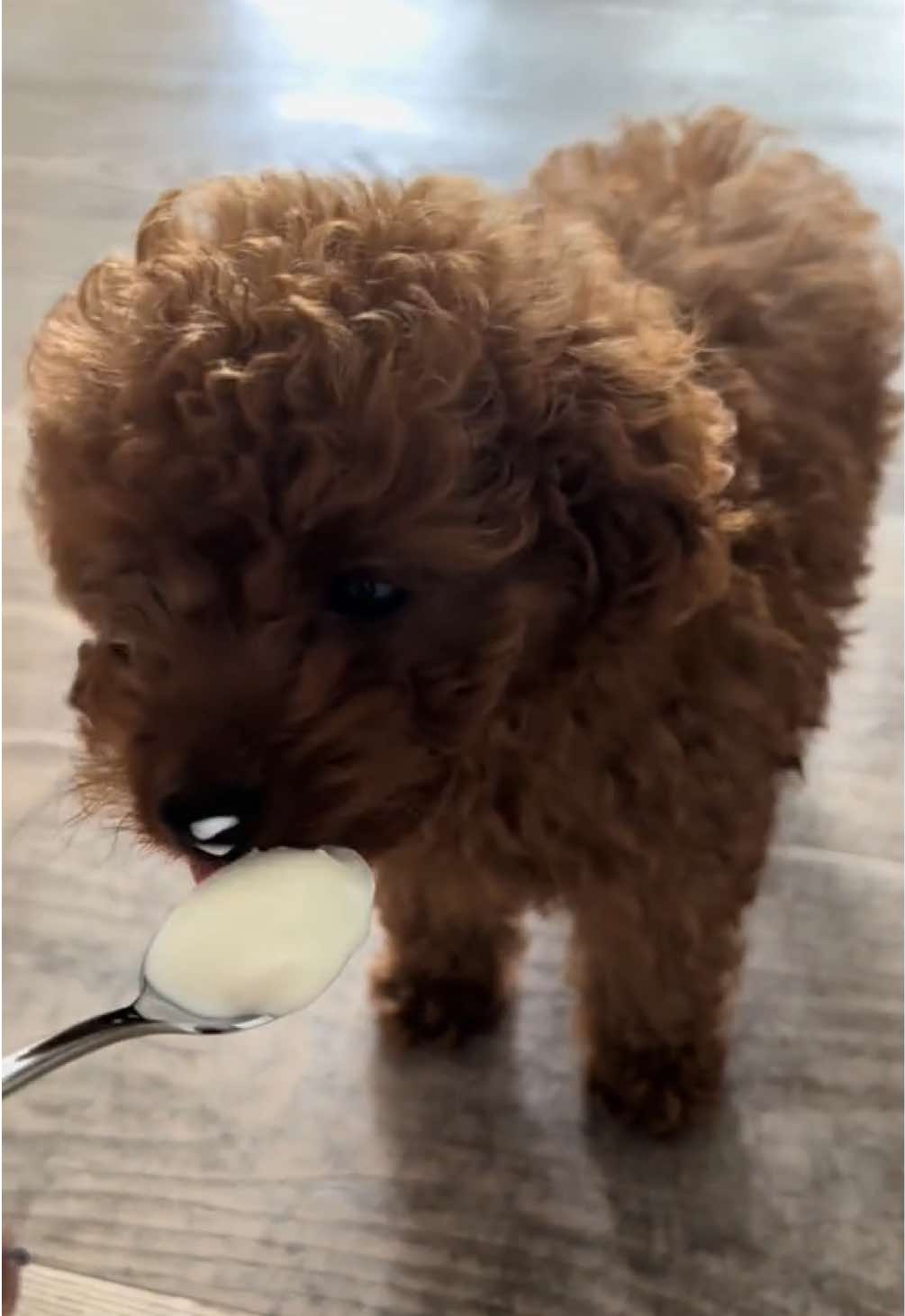 @peppermytoypoodle