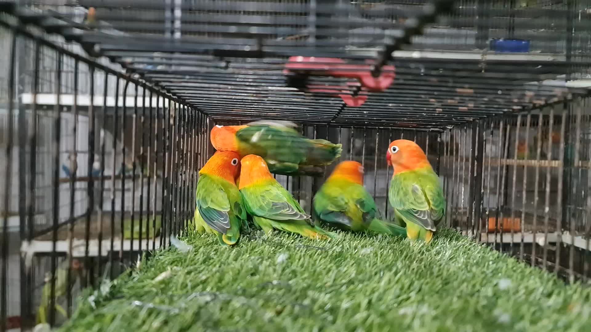 @ROYAL BIRD US