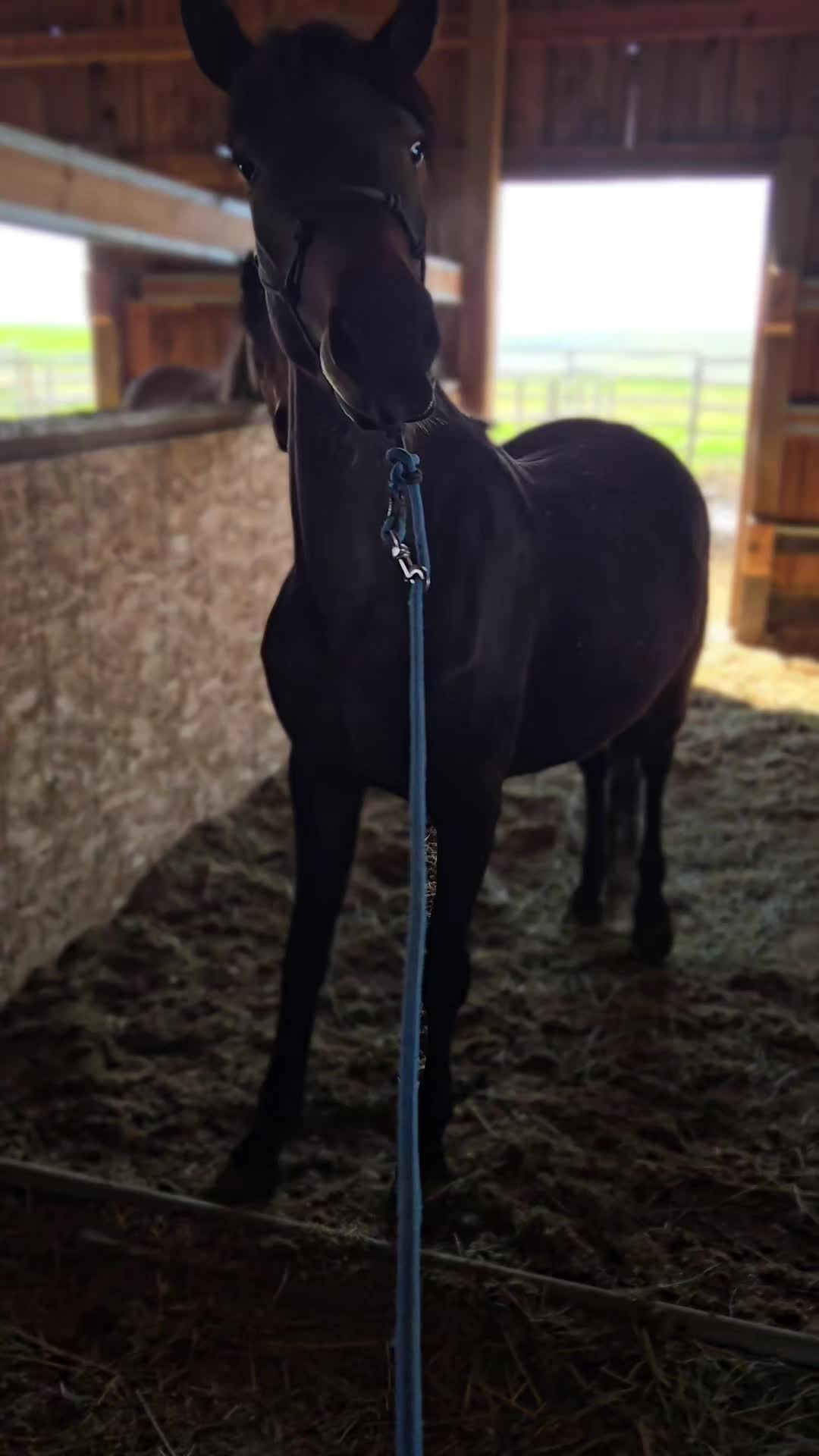 @Cowgirl Tuff Colt Training ❤️