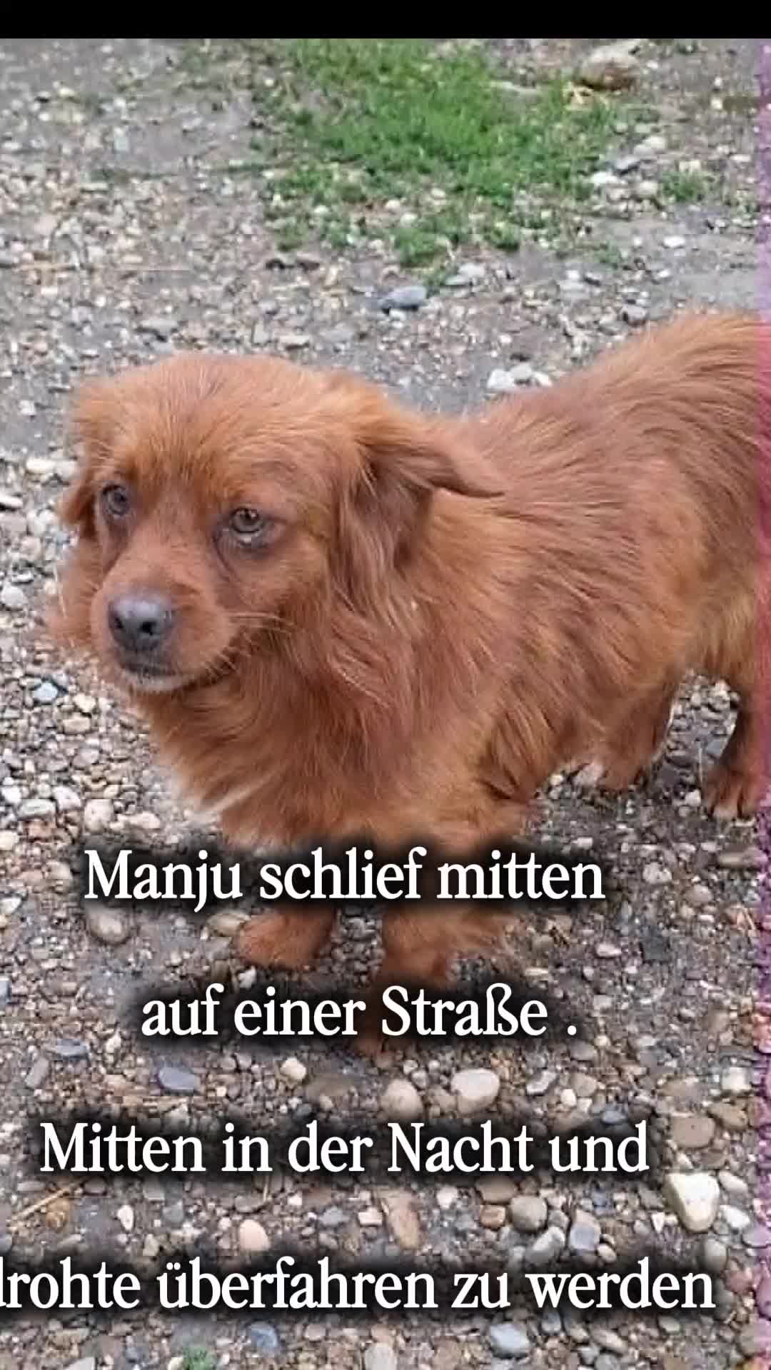 @🐾 PfoteF&uuml;rPfote 🐾