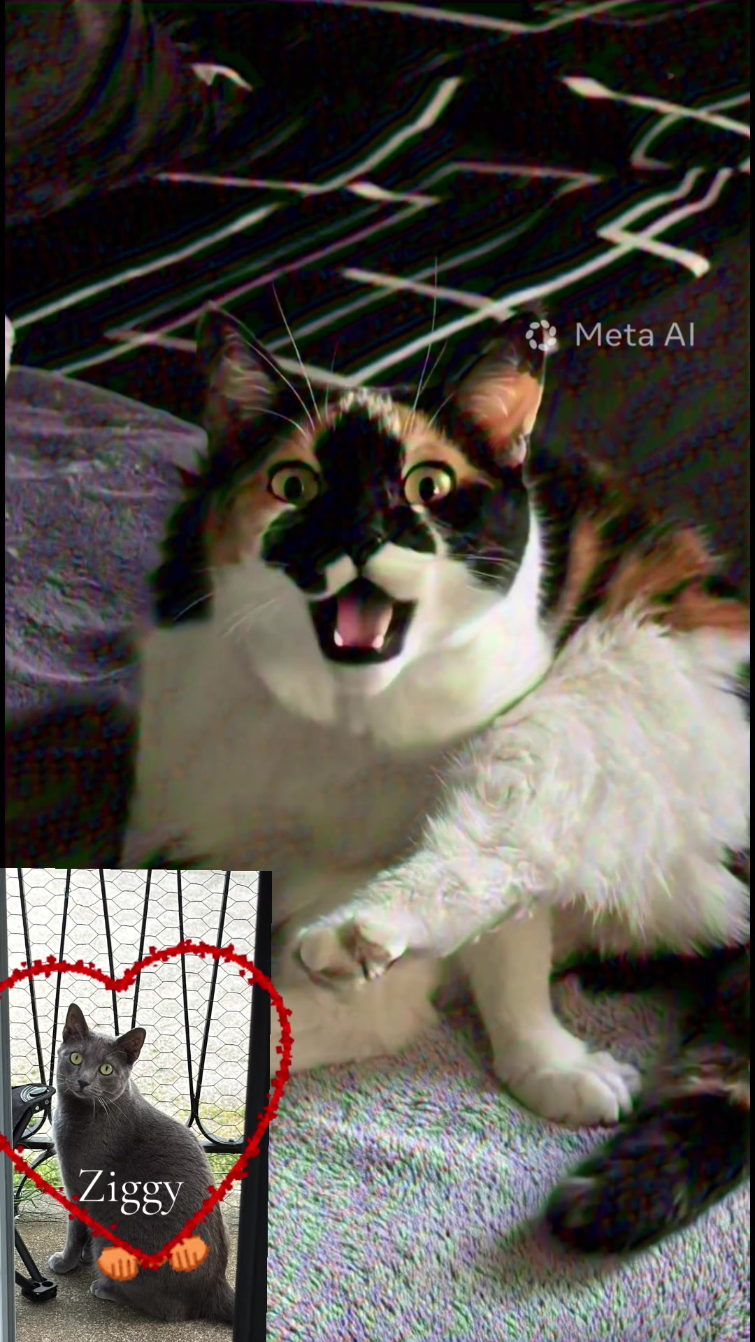 @Catcat