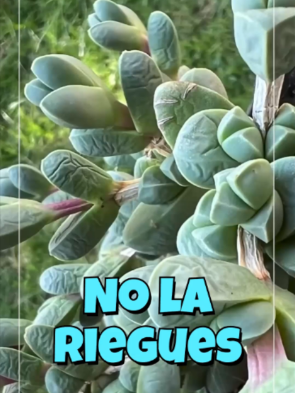 @Cactus y Suculentas