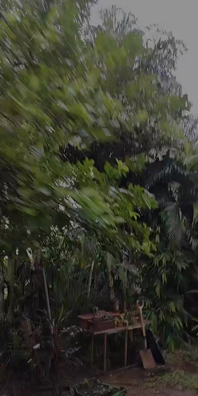 @Kinpanama 🌏