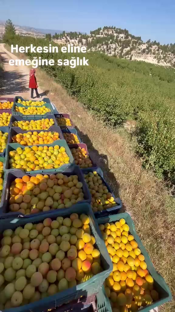 @&ccedil;avuş rustem7027
