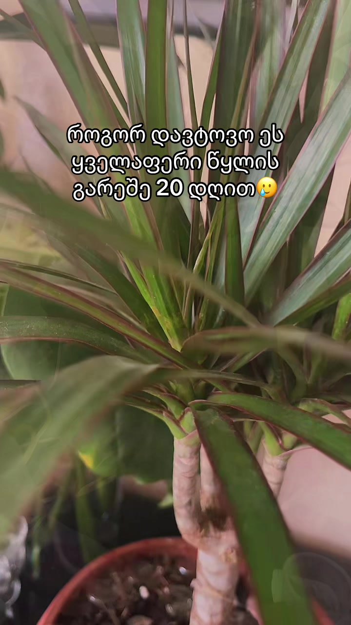 @nitsnitsa