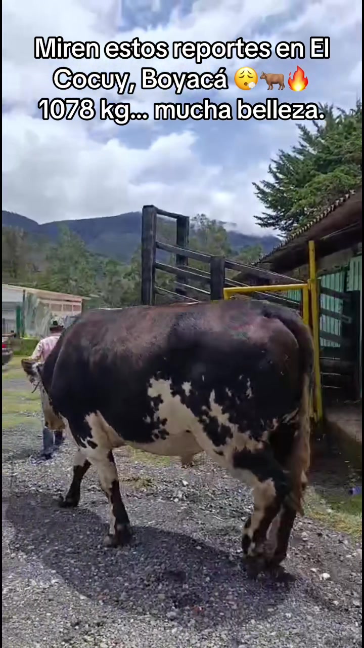 @MiGanado-Boyacá