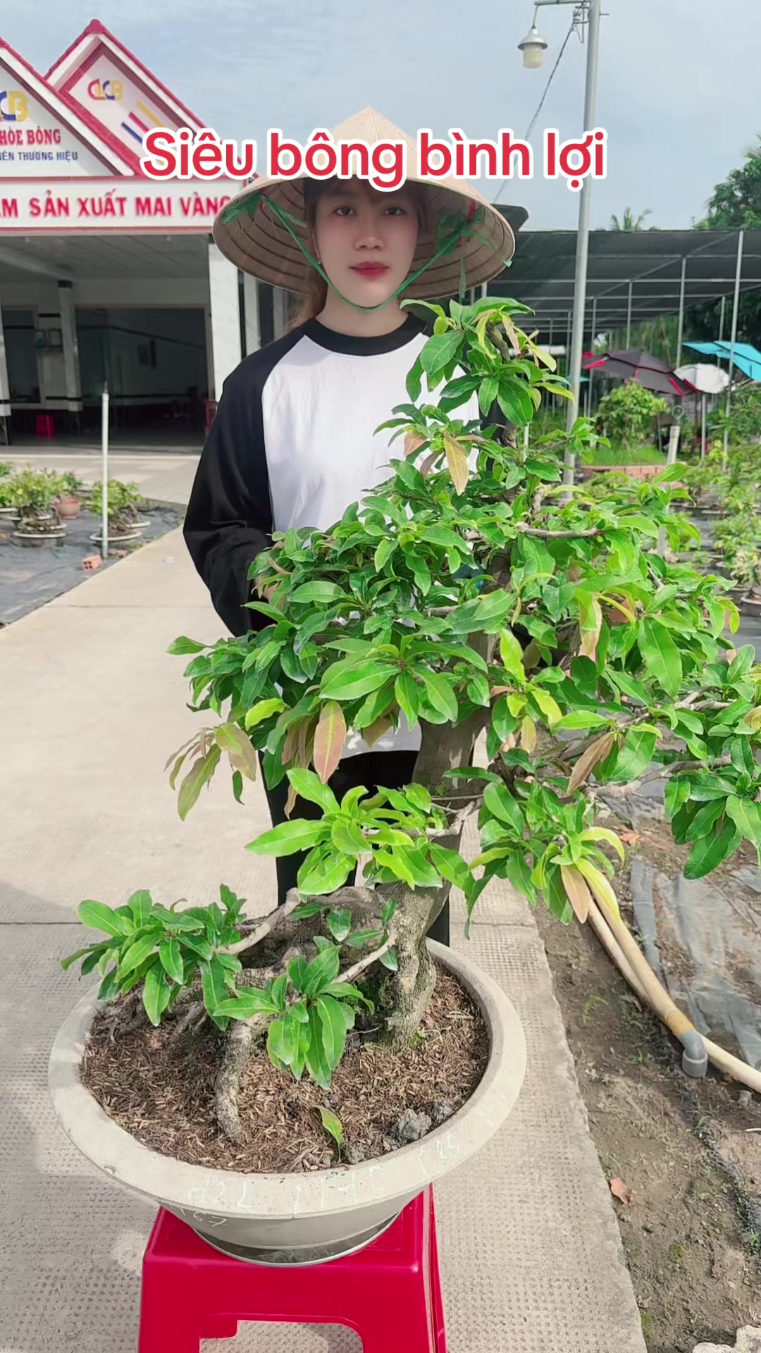 @Chichchoebong79