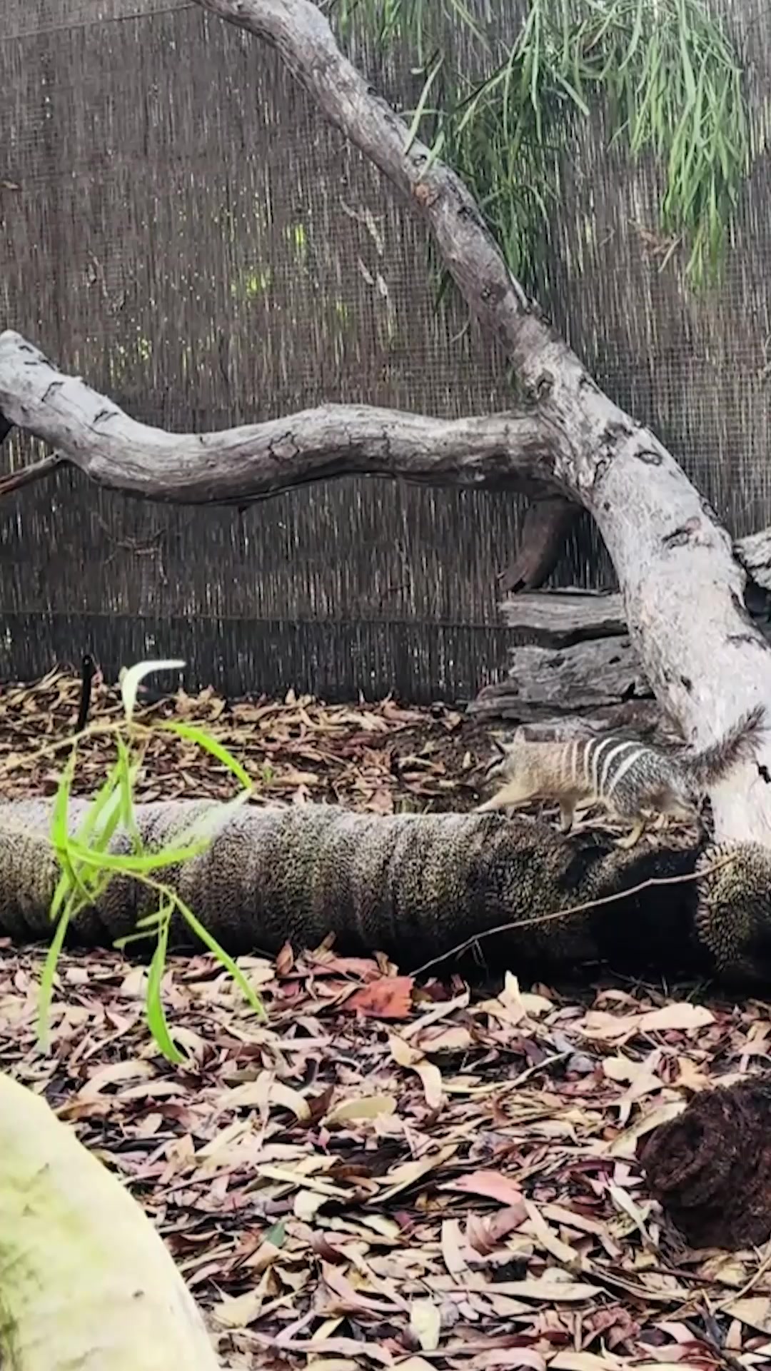@Perth Zoo