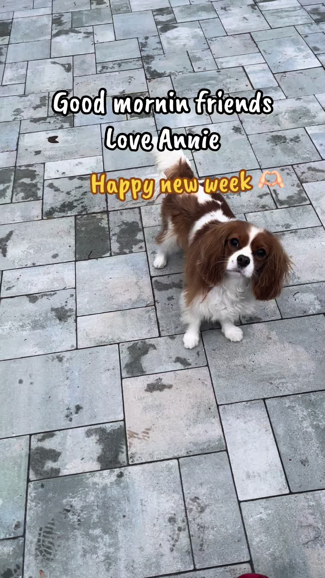 @annie_rae_the_cavalier