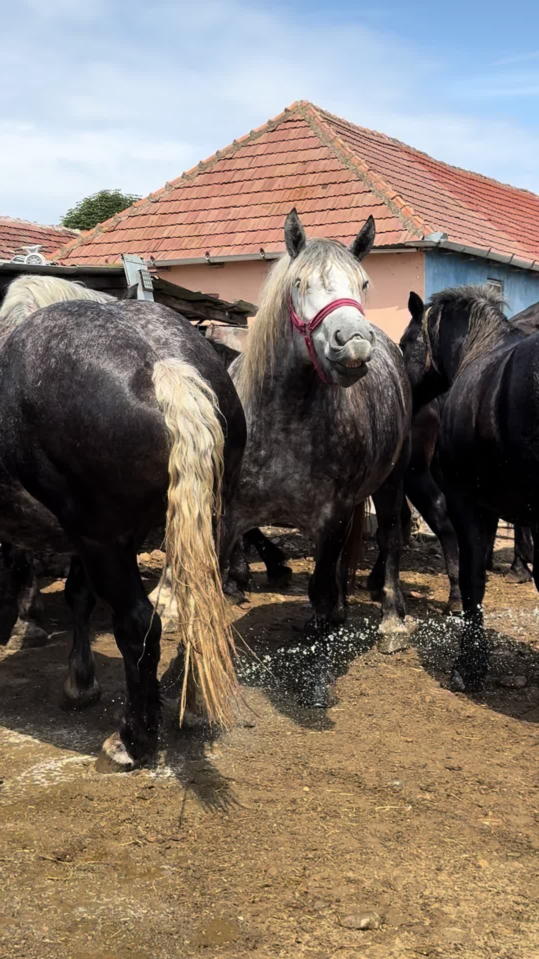 @🐴Spartanu🐴