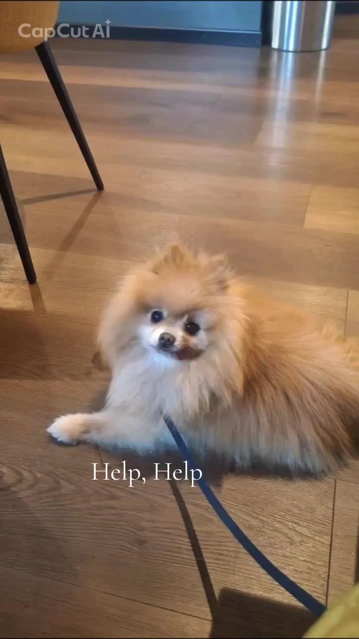 @❤️Milo❤️