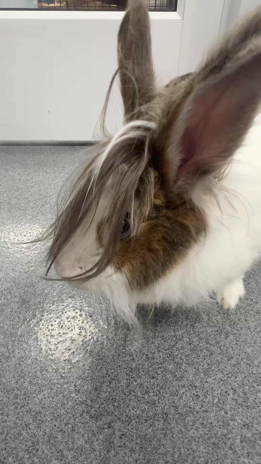 @Vanderburgh Humane Society