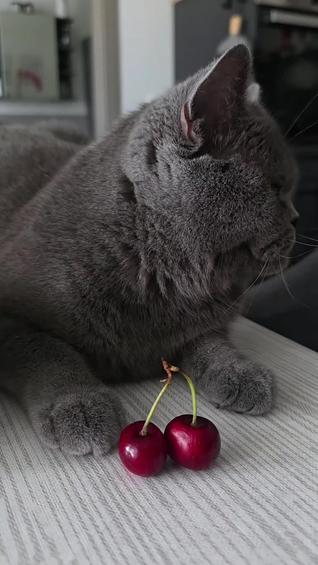 @Rodriguez & Cats 💋🐾