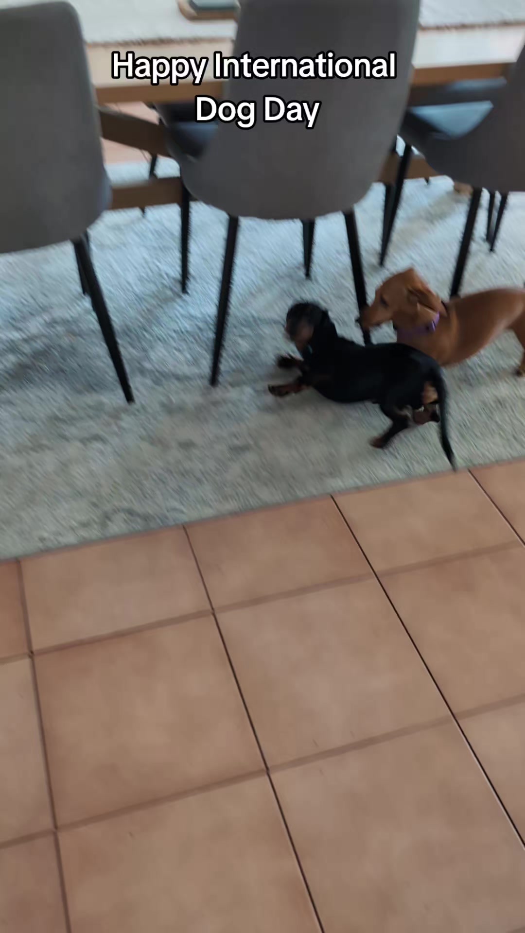 @The Dachshund Diaries ๐พ