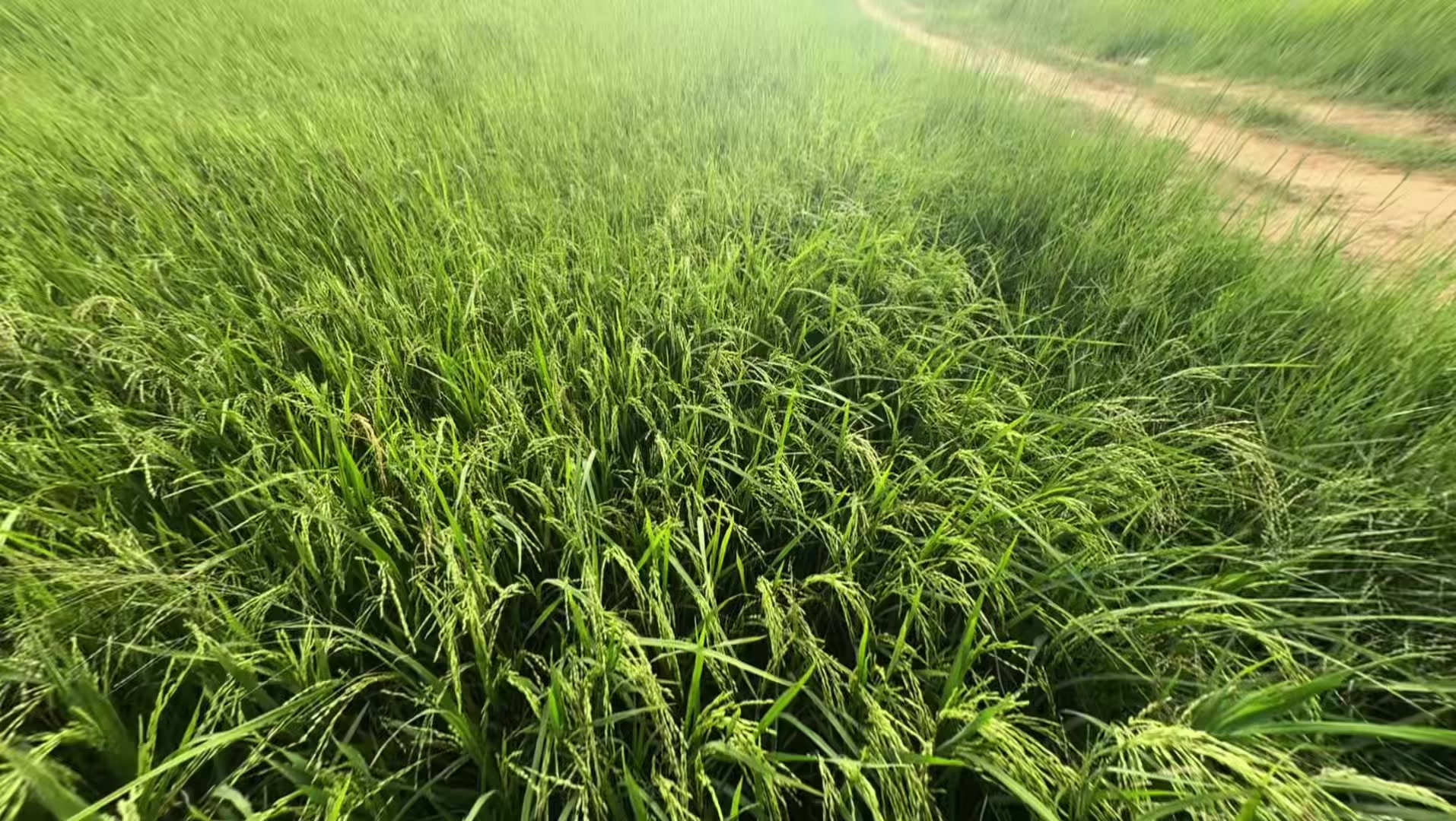 @សឿន វណ្ណា - सोएन् वण्णा 🌾💚🌅