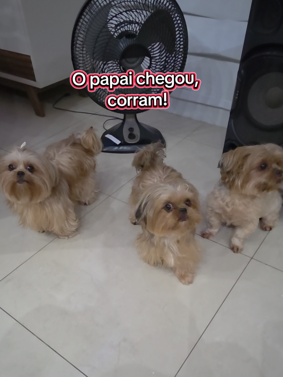 @Trio Pet Love