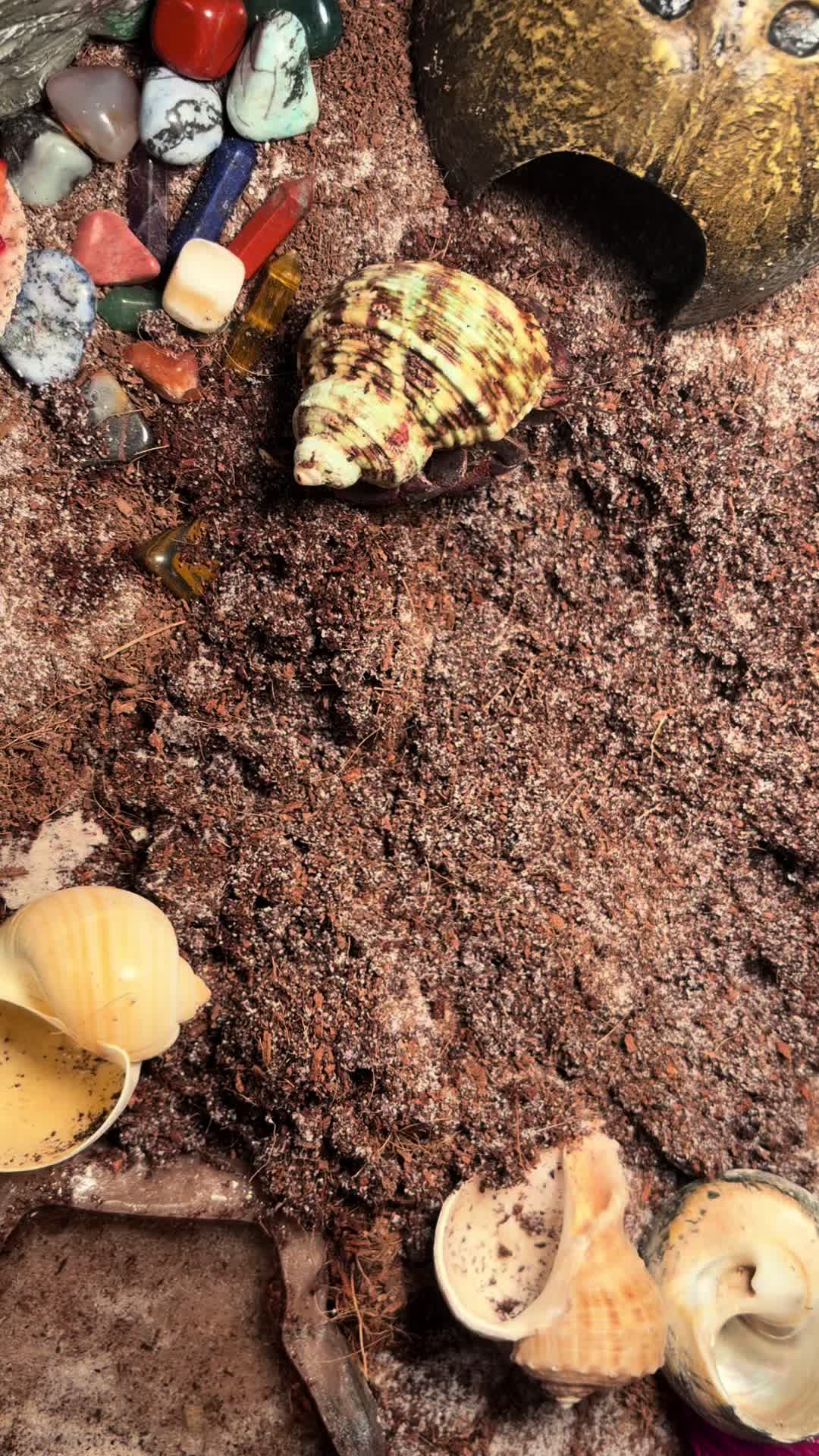 @hermie the hermit crab