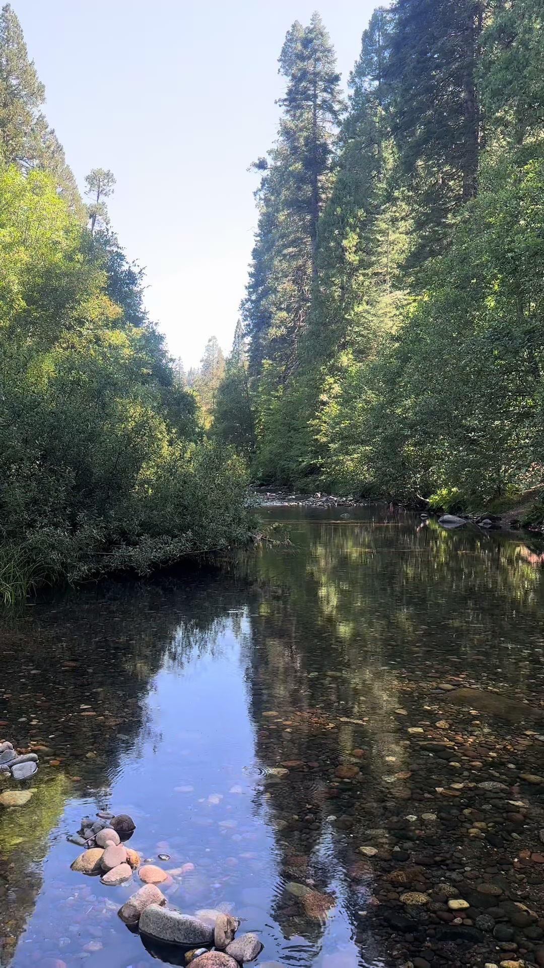 @🌲