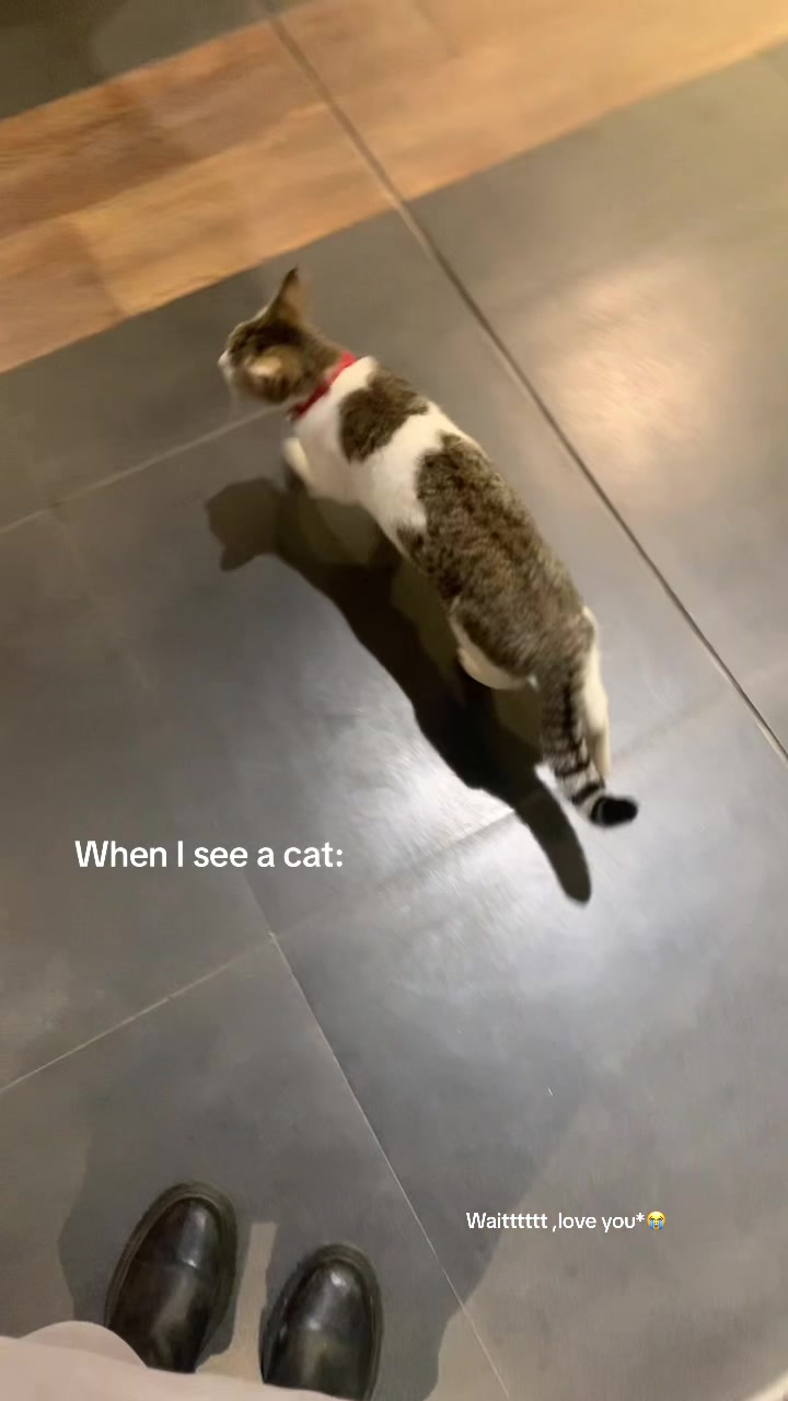 @MEL🐈&zwj;⬛