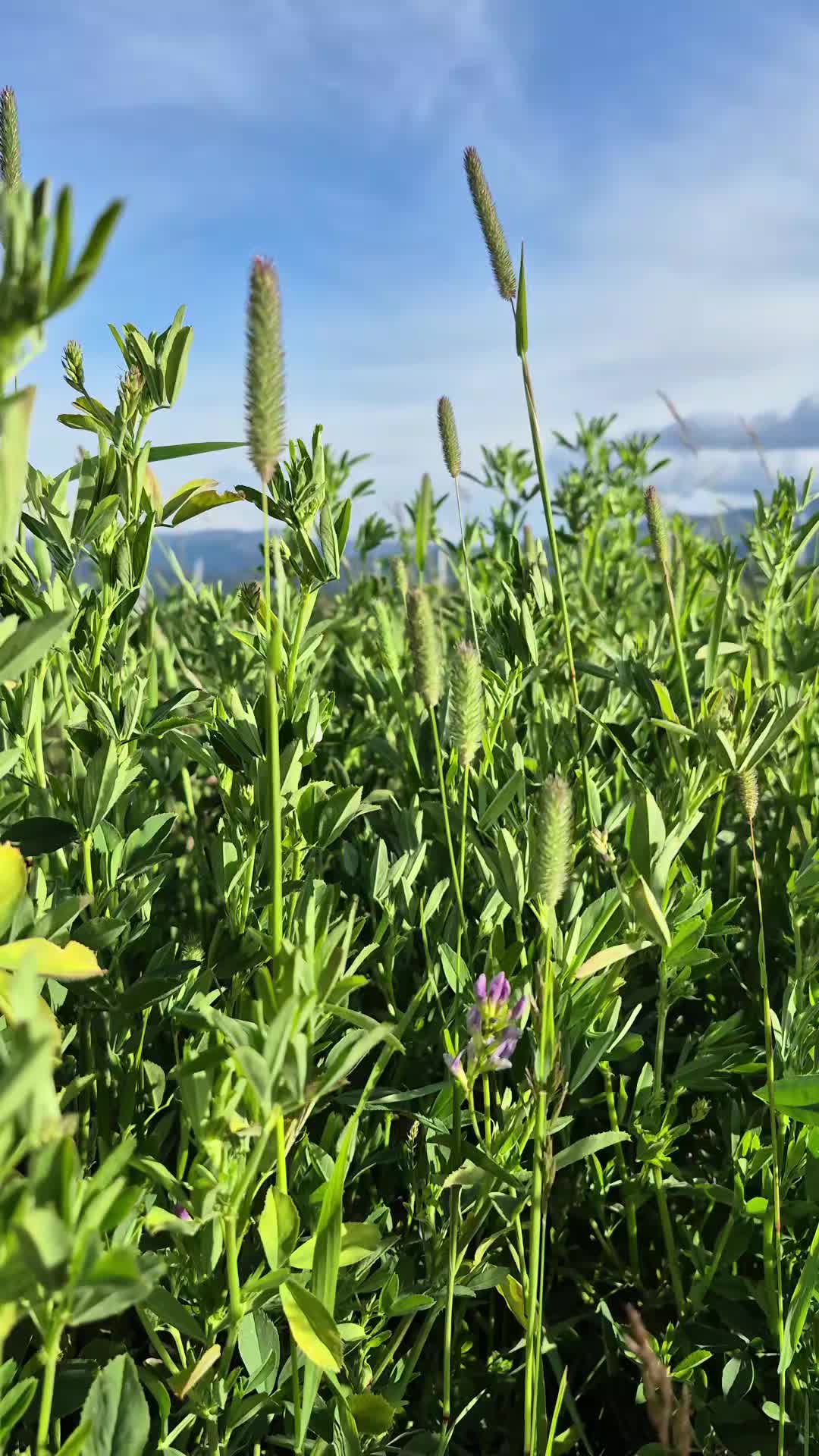 @Mooneyes199 🇨🇦