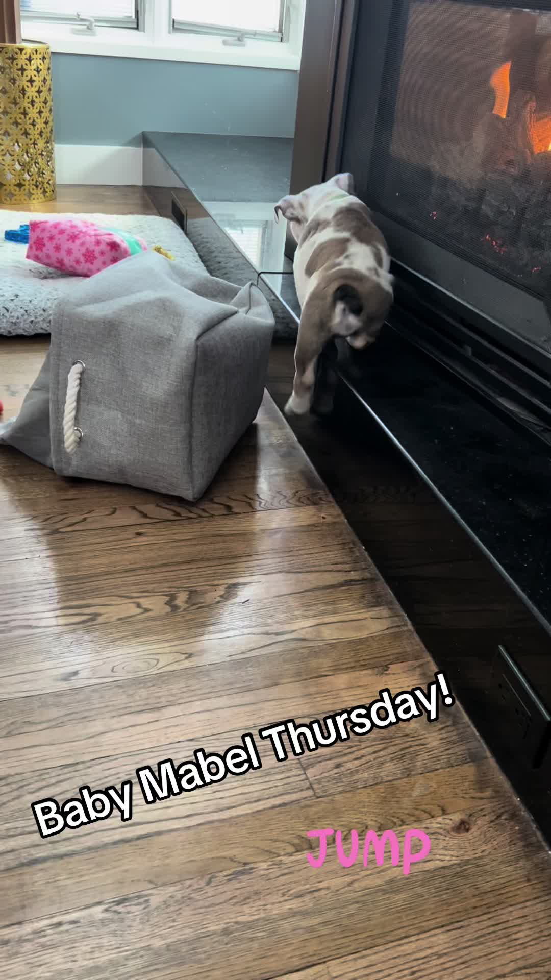 @MabeltheBulldog