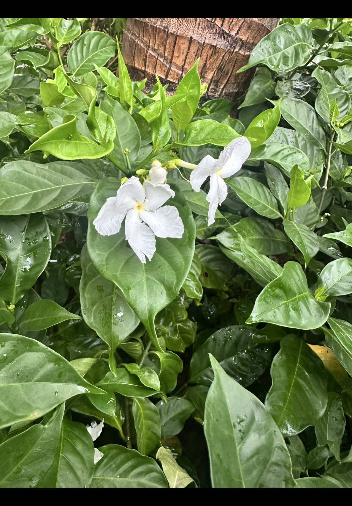 @𝑻𝒂̂𝒏 𝑻𝒉𝒊