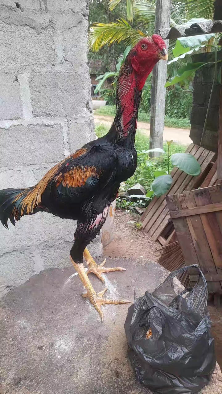 @𝑺𝑯𝑨𝑫𝑶𝑾 ,𝑺