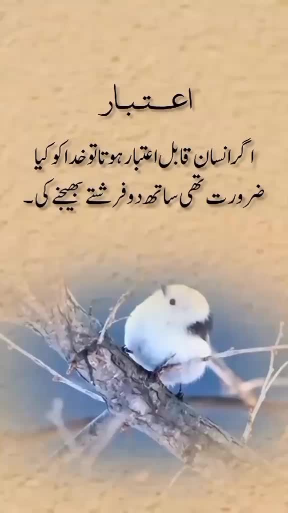 @🦅▄︻̷̿┻̿═━一𓃮
