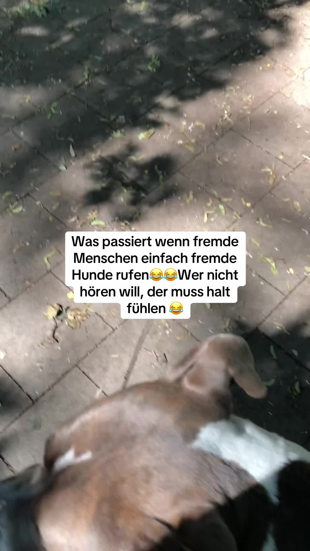 @XXLBALU