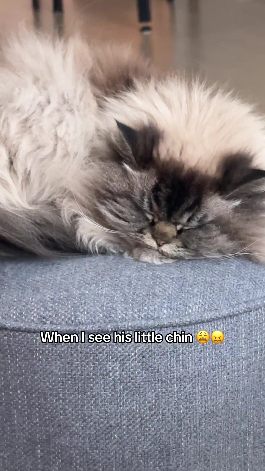 @Merlin Ragdoll