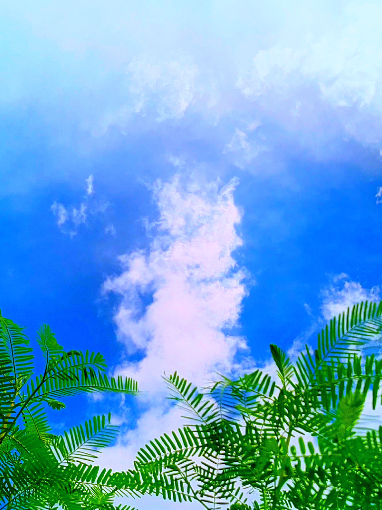 @🪺🦋বাংলার প্রকৃতি 🌾🌹
