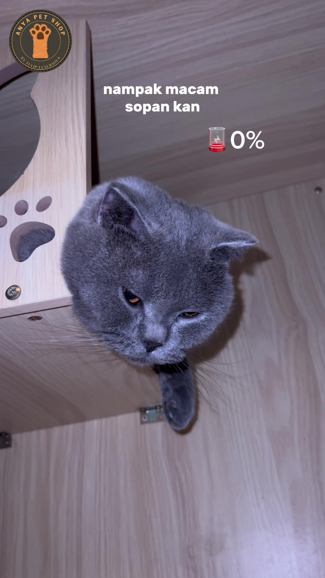 @Anya Pet Shop
