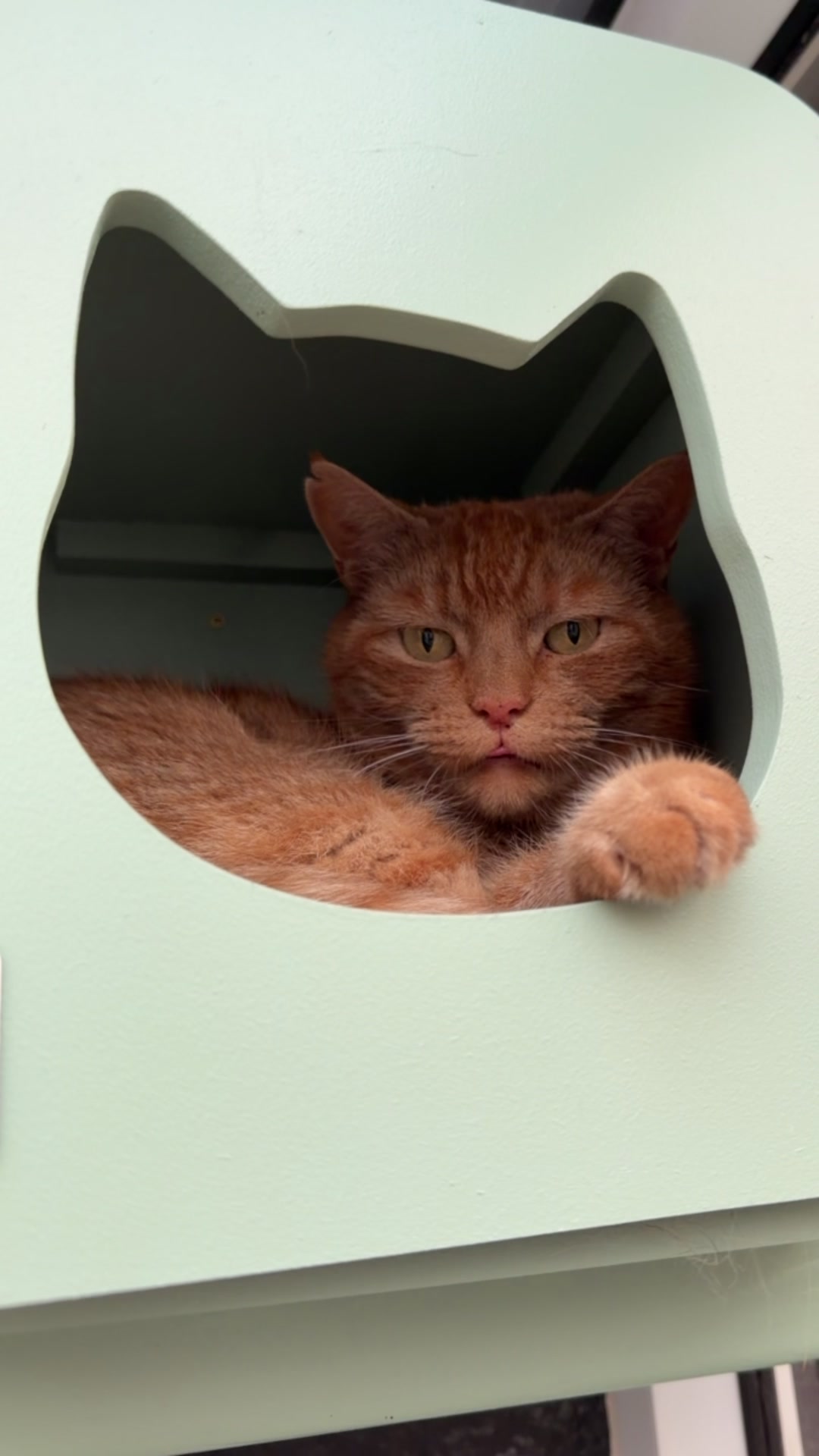 @Herongate Village Cattery