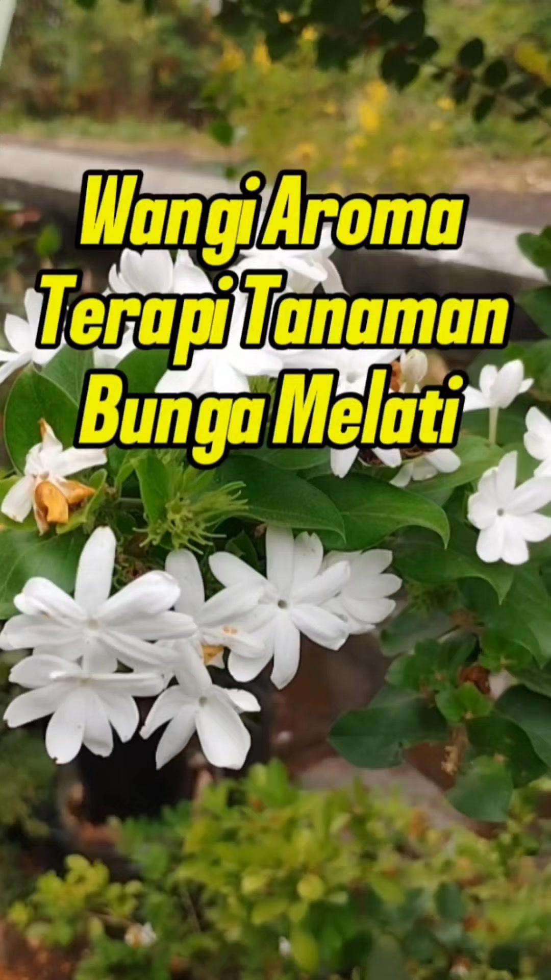 @Bukit Farming