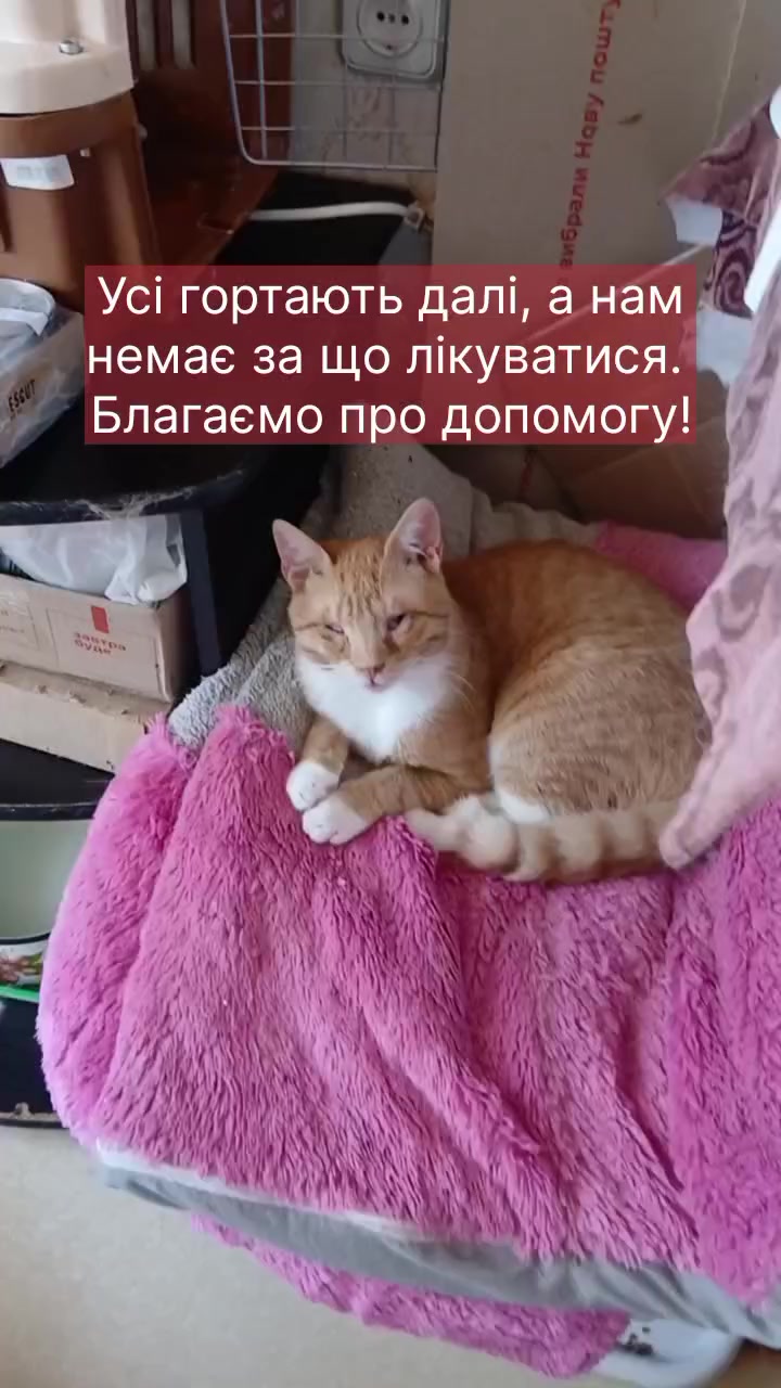 @КотоДім Cat House