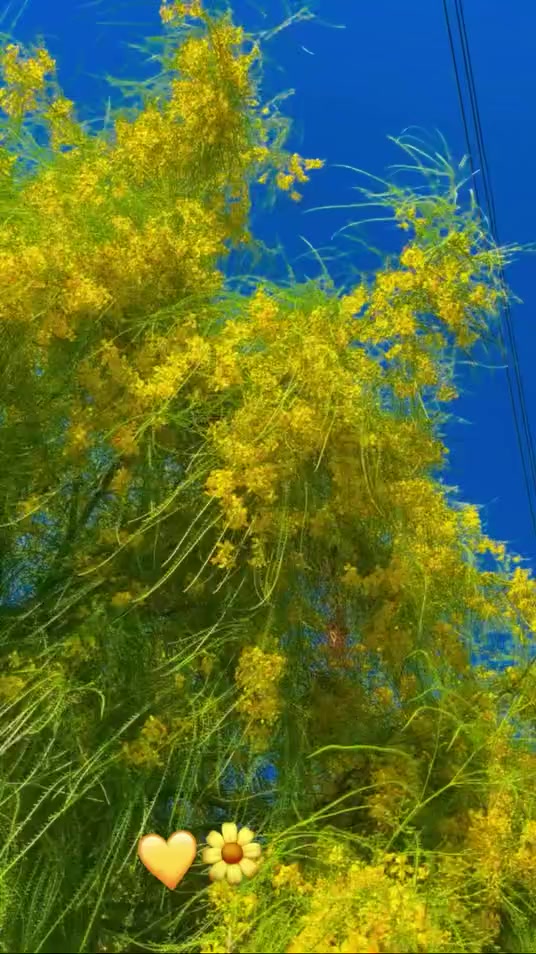 @🌼
