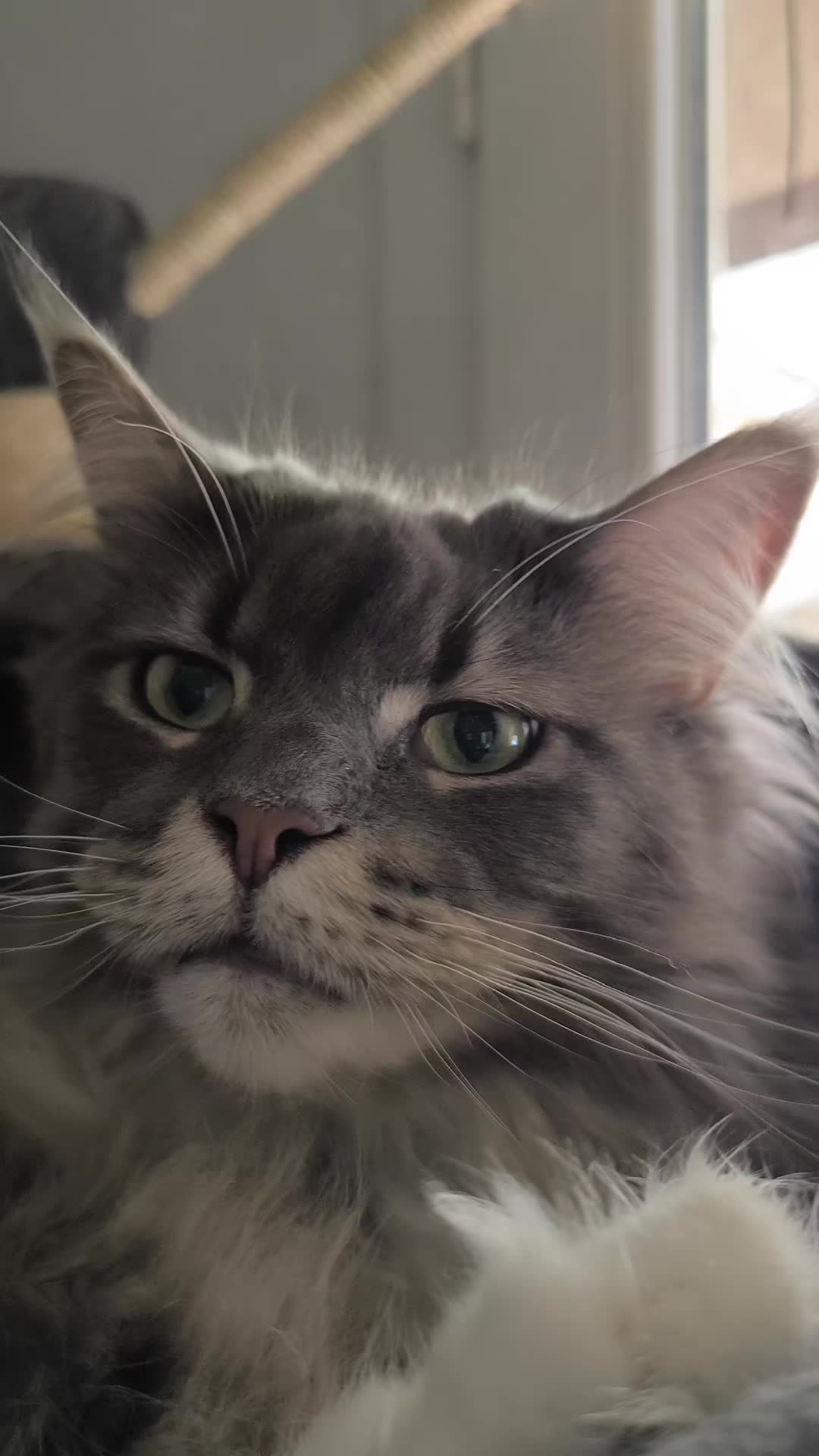 @TiTi.l'amour.des.animaux 🎙️