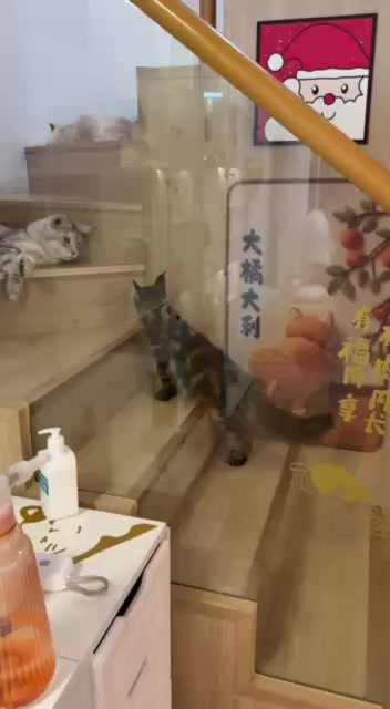 @kittens_uz