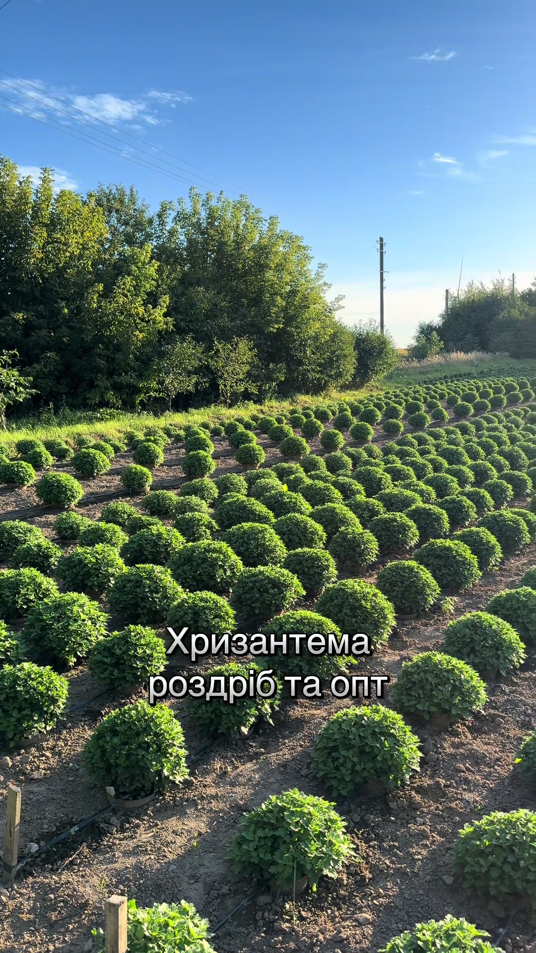 @Хризантема мультифлора