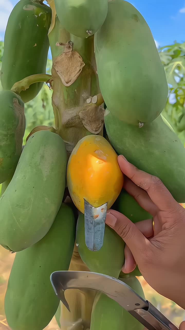 @Food & fruit 🍑