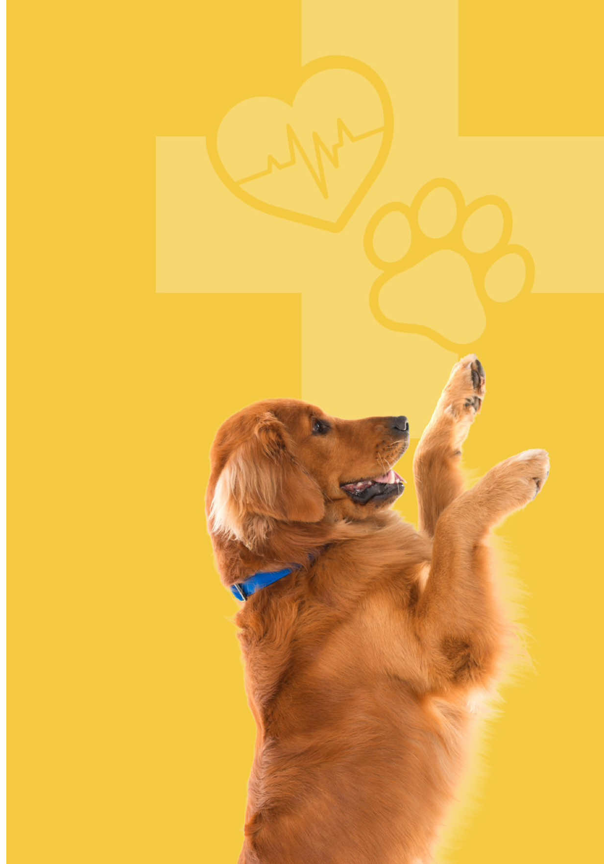 @Affiliated Vet
