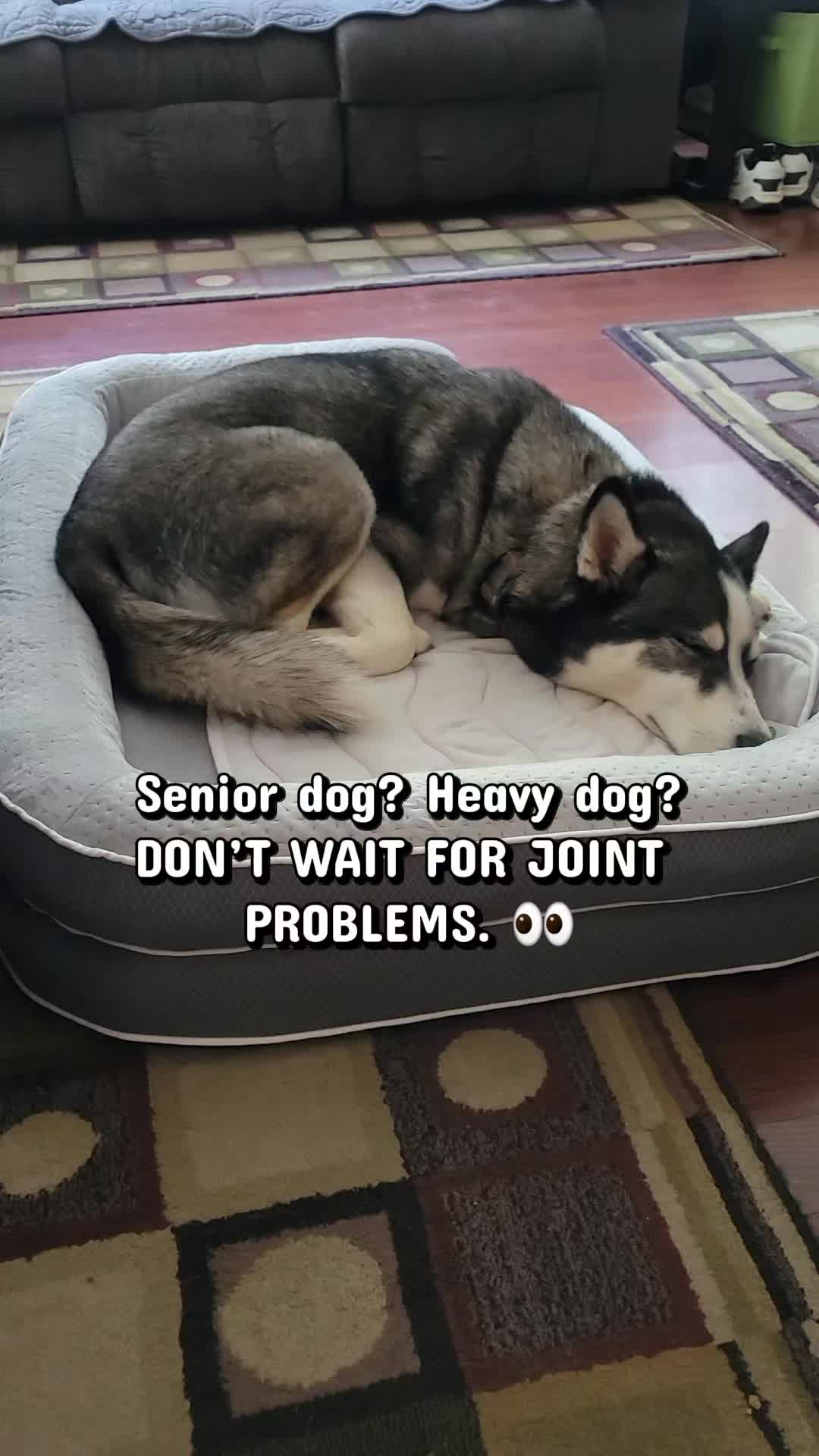 @the Hussey Husky